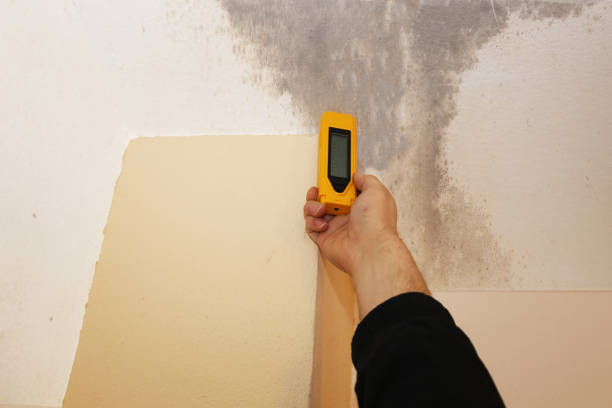 Best Mold-Related Health Consultation  in Coopersville, MI