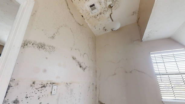 Best Mold Documentation for Insurance Claims  in Coopersville, MI