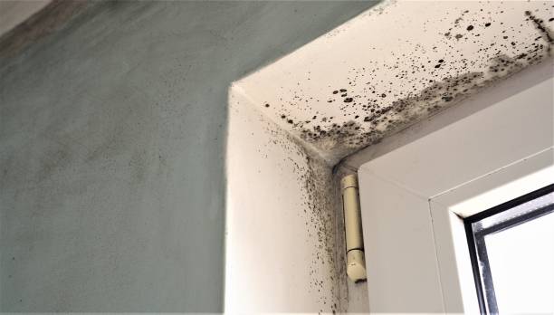 Best Real Estate Mold Inspection  in Coopersville, MI
