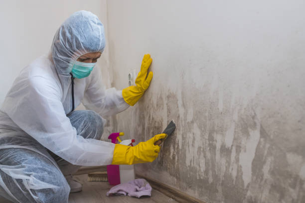 Best Emergency Mold Remediation  in Coopersville, MI