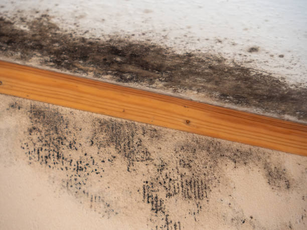 Best Basement Mold Removal  in Coopersville, MI