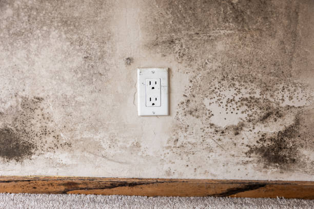Best Mold Prevention Services  in Coopersville, MI
