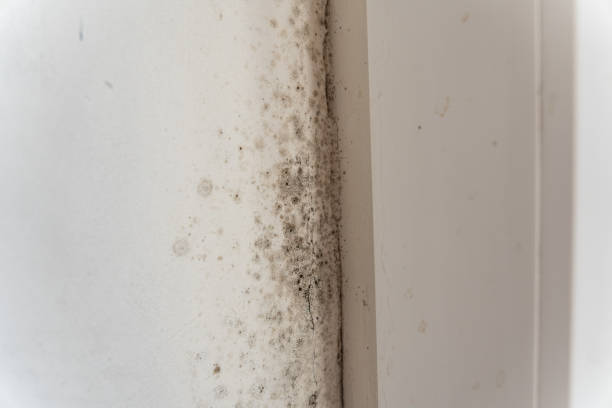 Environmental Consulting for Mold Prevention in Coopersville, MI