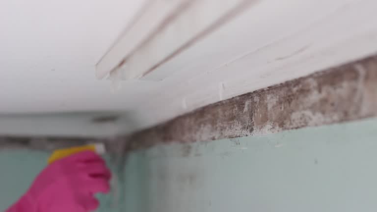 Best Mold Remediation for Healthcare Facilities  in Coopersville, MI
